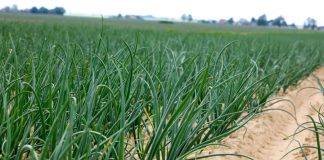 Ochrona cebuli przed chorobami i zachwaszczeniem