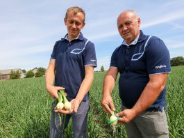 Wzorowa plantacja cebuli Onion Leader