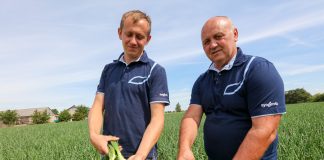 Wzorowa plantacja cebuli Onion Leader