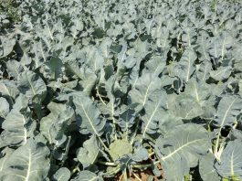 Ochrona brokułów drogą do wysokich plonów