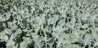 Ochrona brokułów drogą do wysokich plonów