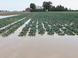 Duża presja chorób na plantacjach warzyw. Jak prowadzić ochronę?