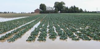 Duża presja chorób na plantacjach warzyw. Jak prowadzić ochronę?