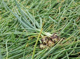 Cebula w nietypowym asortymencie