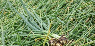 Cebula w nietypowym asortymencie