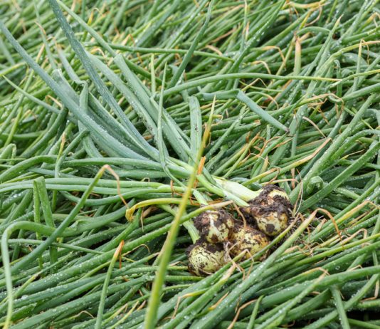 Cebula w nietypowym asortymencie