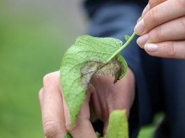 Zaraza ziemniaka – zwalczanie jest konieczne