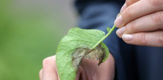 Zaraza ziemniaka – zwalczanie jest konieczne