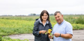 Wysoka presja zarazy ziemniaka. Jak chronić ziemniaki przed zbiorami?
