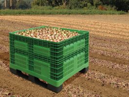 Jak niedrogo przechowywać warzywa?