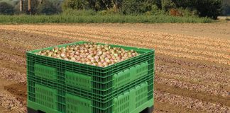 Jak niedrogo przechowywać warzywa?