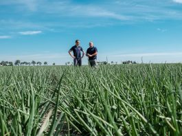 Dla nas cebula to wyzwanie! ONION LEADER 2019