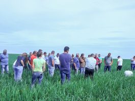 Produkcja cebuli w Niemczech, cz. 2 – ochrona plantacji