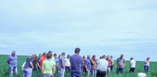 Produkcja cebuli w Niemczech, cz. 2 – ochrona plantacji