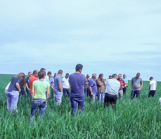 Produkcja cebuli w Niemczech, cz. 2 – ochrona plantacji