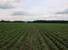 Odmiany fasoli dla przemysłu