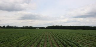 Odmiany fasoli dla przemysłu