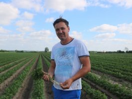 Buraki i pietruszka uprawiane na dużą skalę