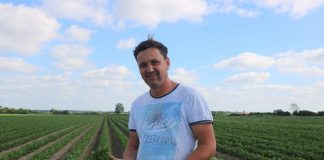 Buraki i pietruszka uprawiane na dużą skalę