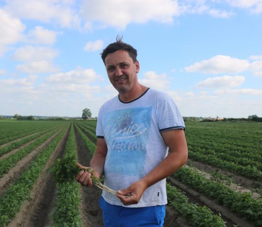 Buraki i pietruszka uprawiane na dużą skalę