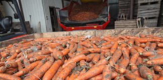 Dobra ochrona marchwi wpływa na jej przechowywanie