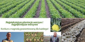 Najpiękniejsze plantacje warzyw – nagroda za każde zdjęcie!
