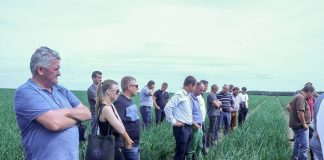 Produkcja cebuli w Niemczech, cz. 1 – skala uprawy i przeznaczenie plonu