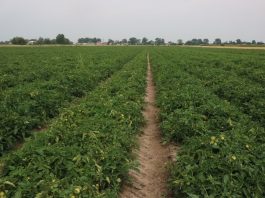 Ochrona pomidora gruntowego w 4 krokach