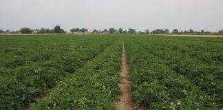 Ochrona pomidora gruntowego w 4 krokach