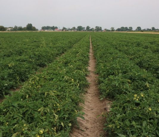 Ochrona pomidora gruntowego w 4 krokach