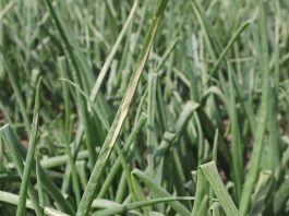 Cebula pod stałą kontrolą – zwalczanie Stemphylium