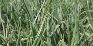 Cebula pod stałą kontrolą – zwalczanie Stemphylium