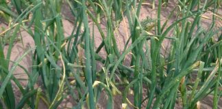 Stemphylium na plantacjach cebuli!