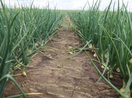 Uwaga na wciornastki i stemphylium w uprawie cebuli