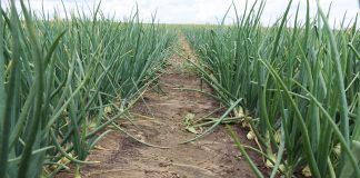 Uwaga na wciornastki i stemphylium w uprawie cebuli