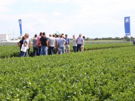 Włoska rozsada selerów i norweskie ich nawożnie