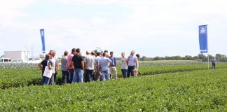 Włoska rozsada selerów i norweskie ich nawożnie