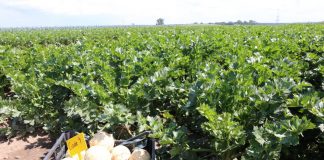 Odmiany selera w Złotnikach