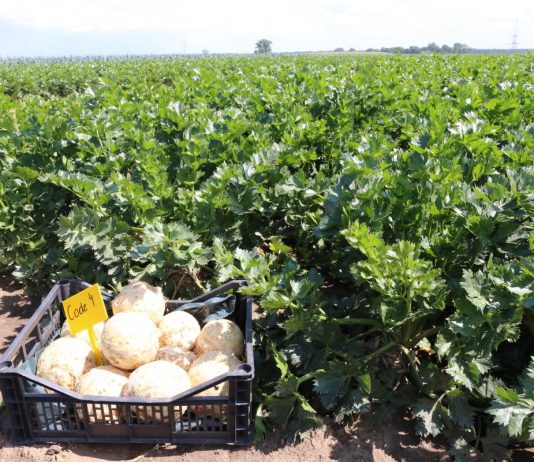 Odmiany selera w Złotnikach