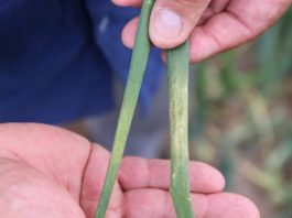 Zwalczanie mączniaka i białych przebarwień na szczypiorze