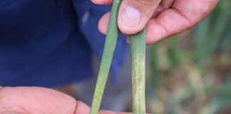 Zwalczanie mączniaka i białych przebarwień na szczypiorze