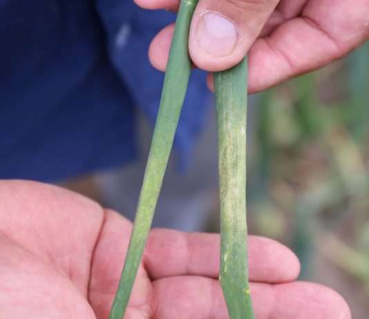 Zwalczanie mączniaka i białych przebarwień na szczypiorze