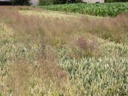 BIOSTRATEG i walka z odpornością chwastów na herbicydy