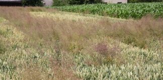 BIOSTRATEG i walka z odpornością chwastów na herbicydy