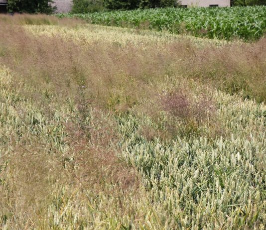 BIOSTRATEG i walka z odpornością chwastów na herbicydy