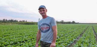 Kapusta pekińska, tylko do długiego przechowywania