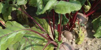 Nawożenie buraczków czerwonych -film z plantacji