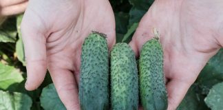 UOKiK kontroluje sektor ogrodniczy