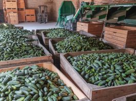 Uprawa ogórków gruntowych ukierunkowana na wysokie plony