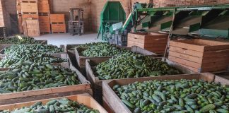 Uprawa ogórków gruntowych ukierunkowana na wysokie plony